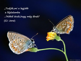 Lepkék