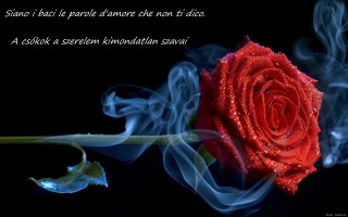 Rózsa